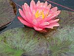  207 "Perry's Orange Sunset"[