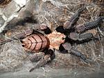 Cilobrachys fimbriatus 