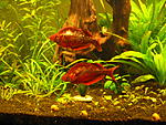 Glossolepis incisus, 