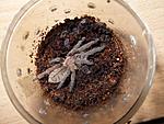 Haplopelma lividum L3