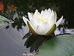  090 Odorata "Alba"