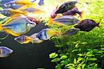 IMG 2574 L