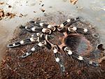 Acanthoscurria genicuiata L10 