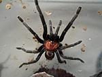 Davus fasciatum 