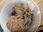 Ceratogyrus marshalli L7