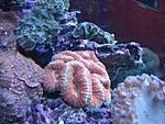 Symphyllia Sp.