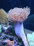 Sarcophyton glaucum