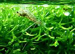 Riccia