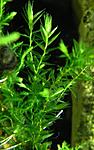 willow moss