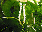 Aponogeton ulvaceus
