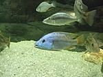 Tyrannochromis nigriventer