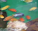 :Pseudotropheus elongatus Mphanga