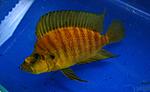 Altolamprologus compressiceps