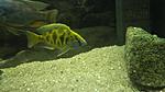 Nimbochromis venustus
