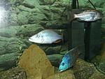 Dimidiochromis compressiceps