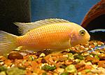 Tropheops Citimba orang ()