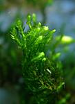 Flame Moss