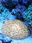 Cycloseris Patelliformis (Fungia)