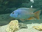 Nimbochromis fuscotaeniatus