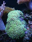 Briareum sp.,