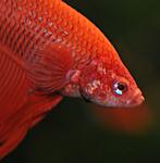 petya
