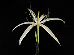 Crinum natans