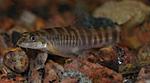 loach