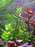 Bacopa caroliniana