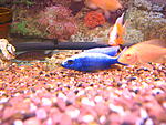 Sciaenochromis fryeri Iceberg