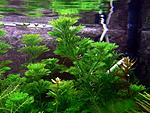Limnophila sessiliflora