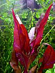 Alternanthera reineckii