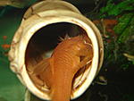 Ancistrus sp.SUPER-RED
