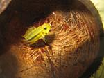 Apistogramma cacatuoides ORANGE 