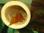Ancistrus sp.SUPER-RED
