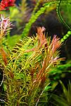 Rotala sp. Nanjenshan