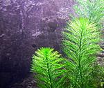 Myriophyllum aquaticum
