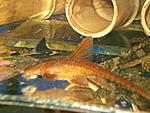 L010a - Rineloricaria red
