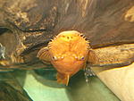 Ancistrus sp.SUPER-RED