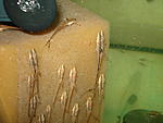 Sturisoma panamense