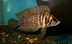 Altolamprologus calvus