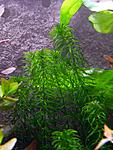 Egeria najas