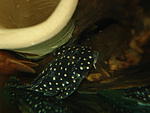 L201 - Hypancistrus sp.