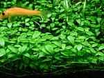 Glossostigma