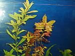   (Ludwigia palustris)