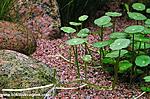 Hydrocotyle verticillata
