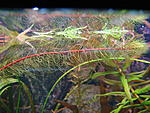 Myriophyllum pinnatum