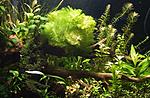  ,   (Limnophila aquatica)