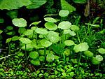 Hydrocotyle verticillata 1