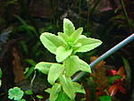 Pogostemon stellatus Narrow Leaf