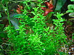 Hemianthus micranthemoides